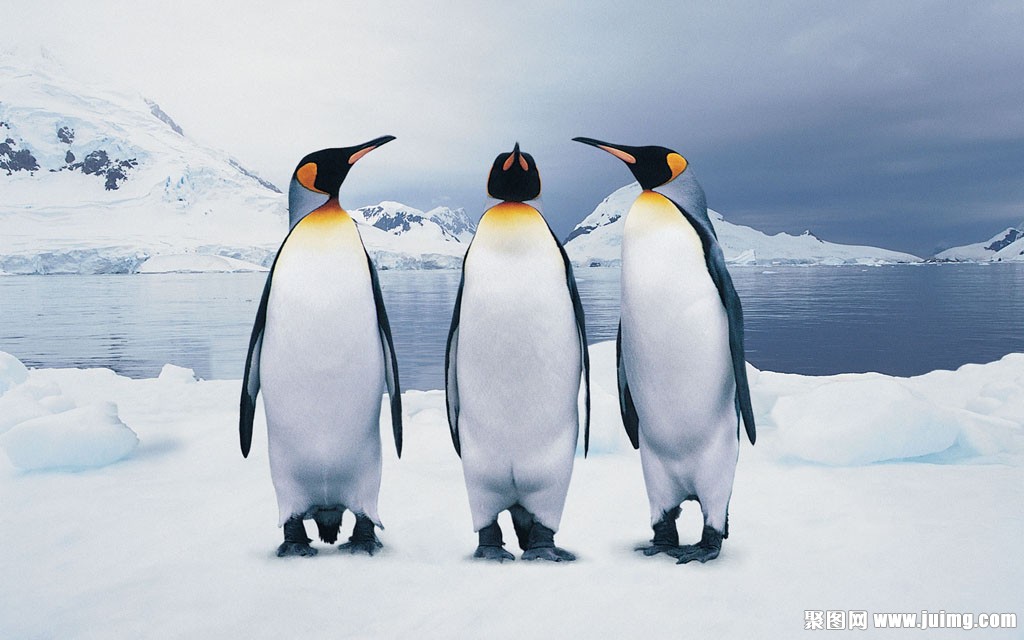 南极企鹅图片素材 图片id 其它壁纸 高清壁纸 淘图网taopic Com
